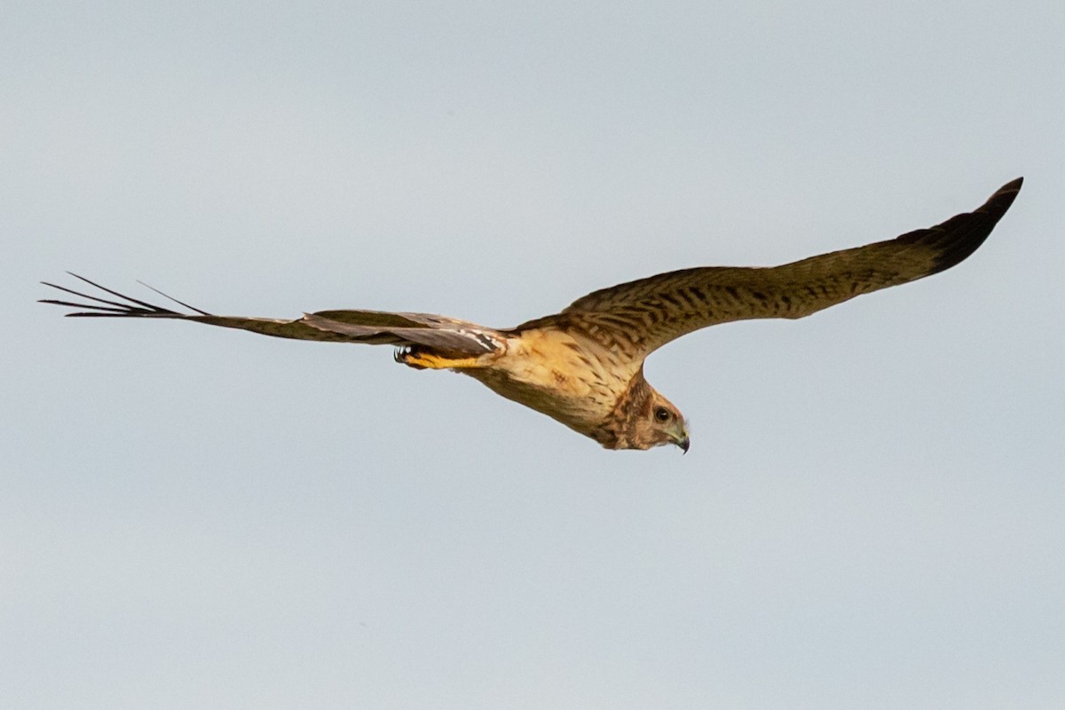 Spotted Harrier - Andrew McConville