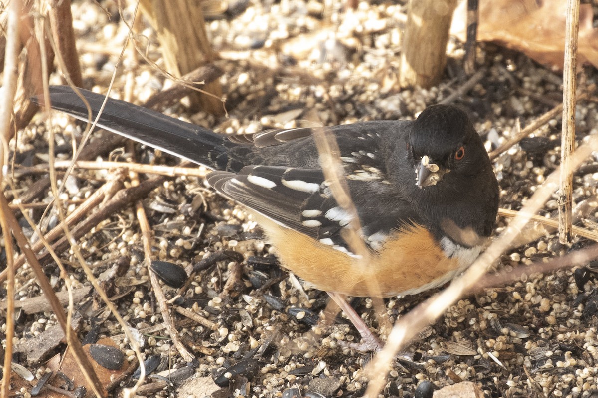Spotted Towhee - ML212631481