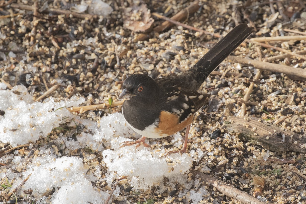 Spotted Towhee - ML212631491