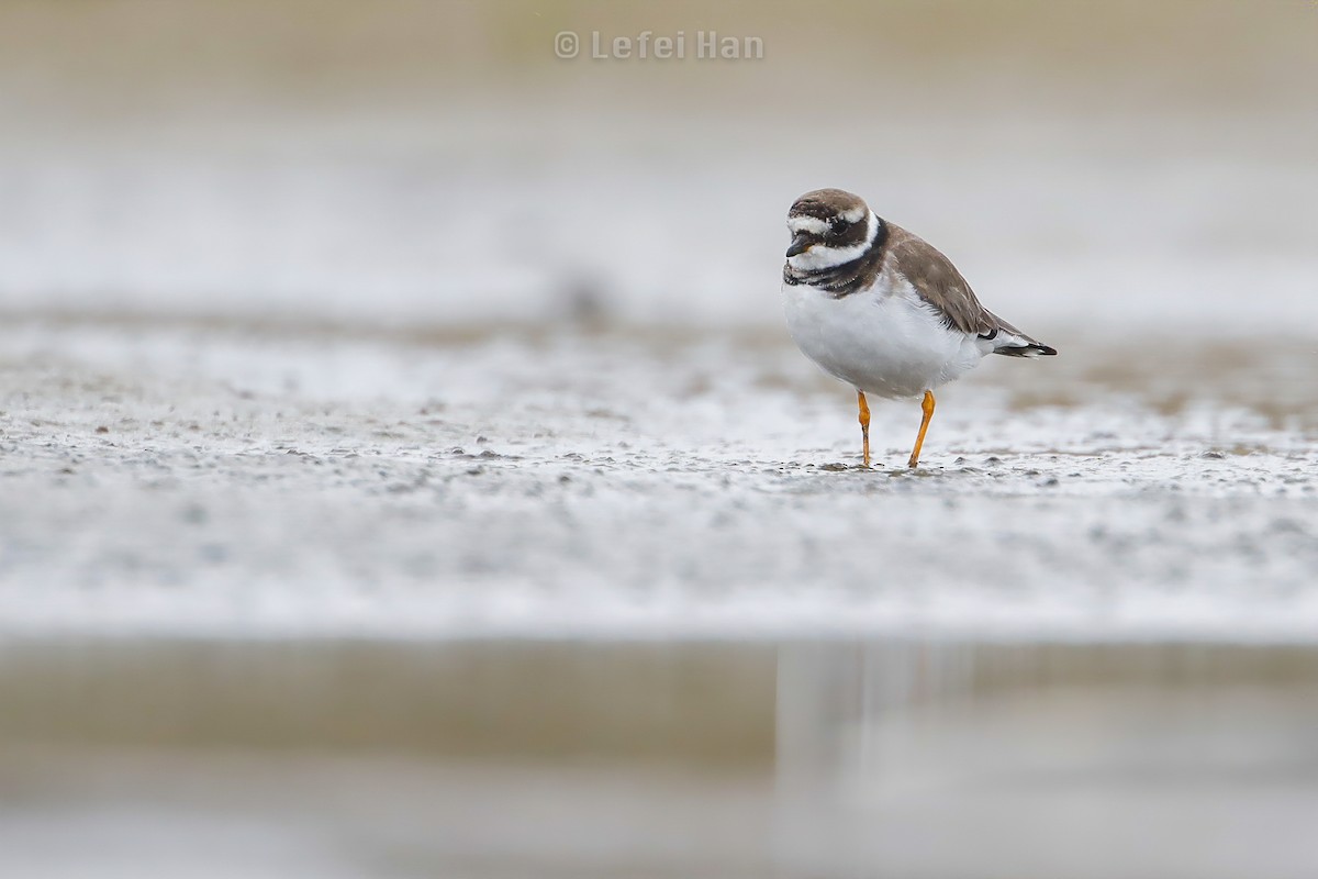Common Ringed Plover - Lefei Han