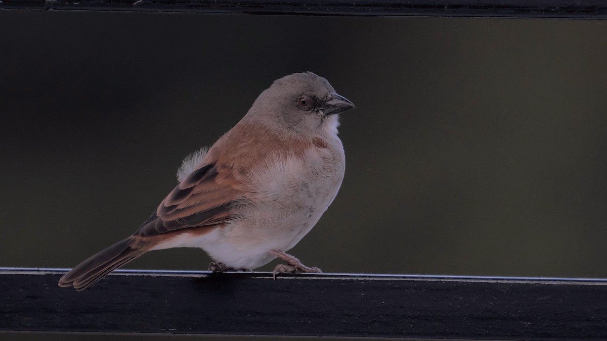 Swahili Sparrow - xiwen CHEN