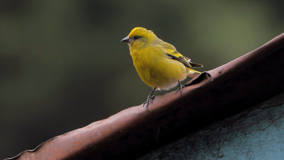 Yellow-crowned Canary - ML212641211