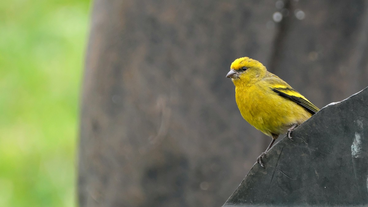 Yellow-crowned Canary - ML212641221