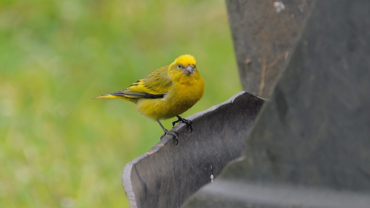 Yellow-crowned Canary - ML212641251