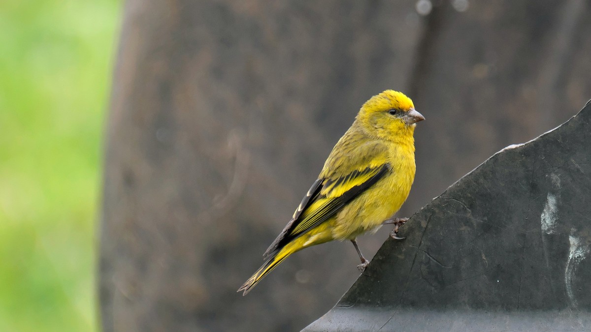 Yellow-crowned Canary - ML212641271