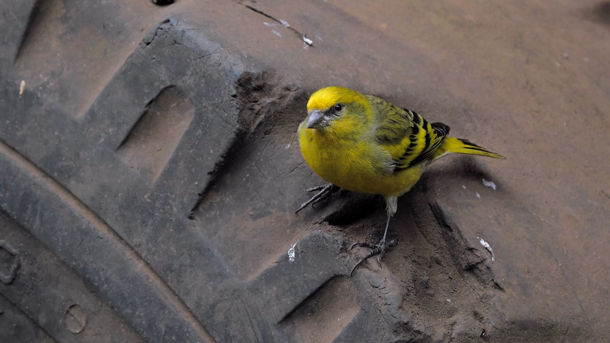 Yellow-crowned Canary - xiwen CHEN