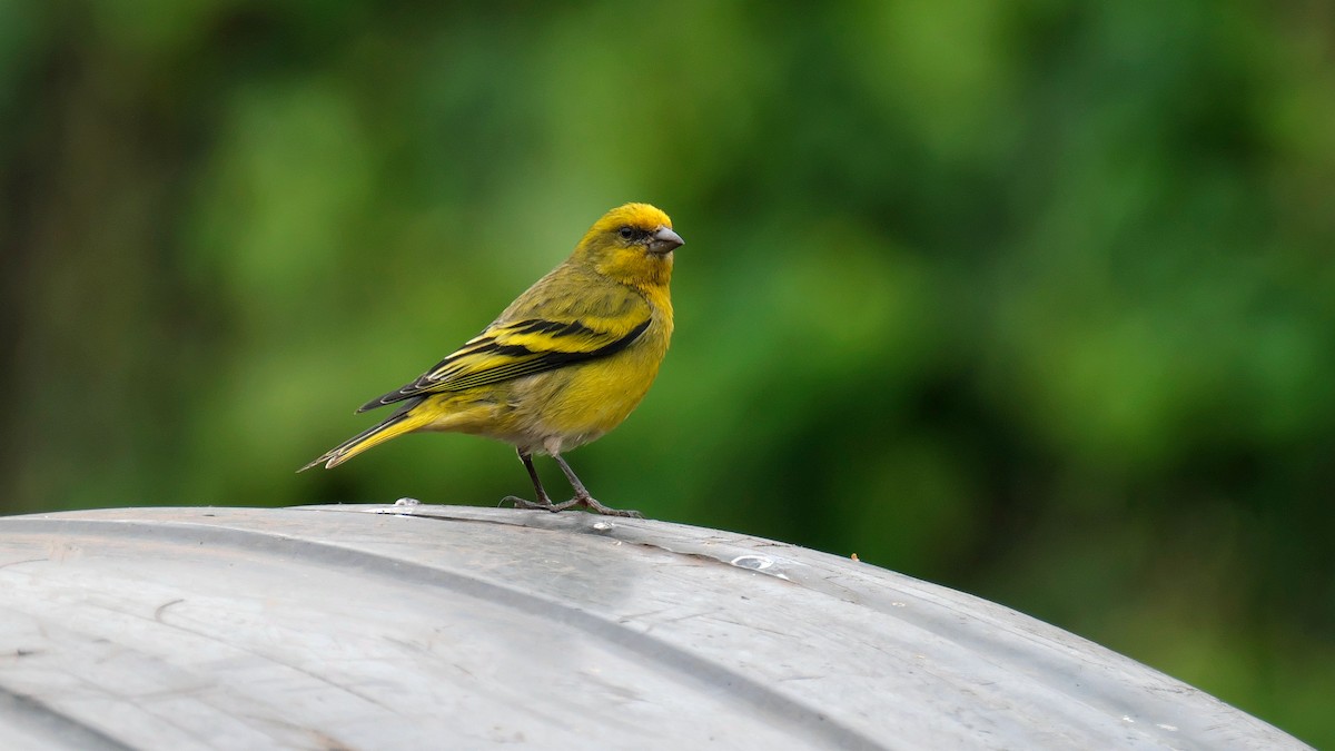 Yellow-crowned Canary - xiwen CHEN