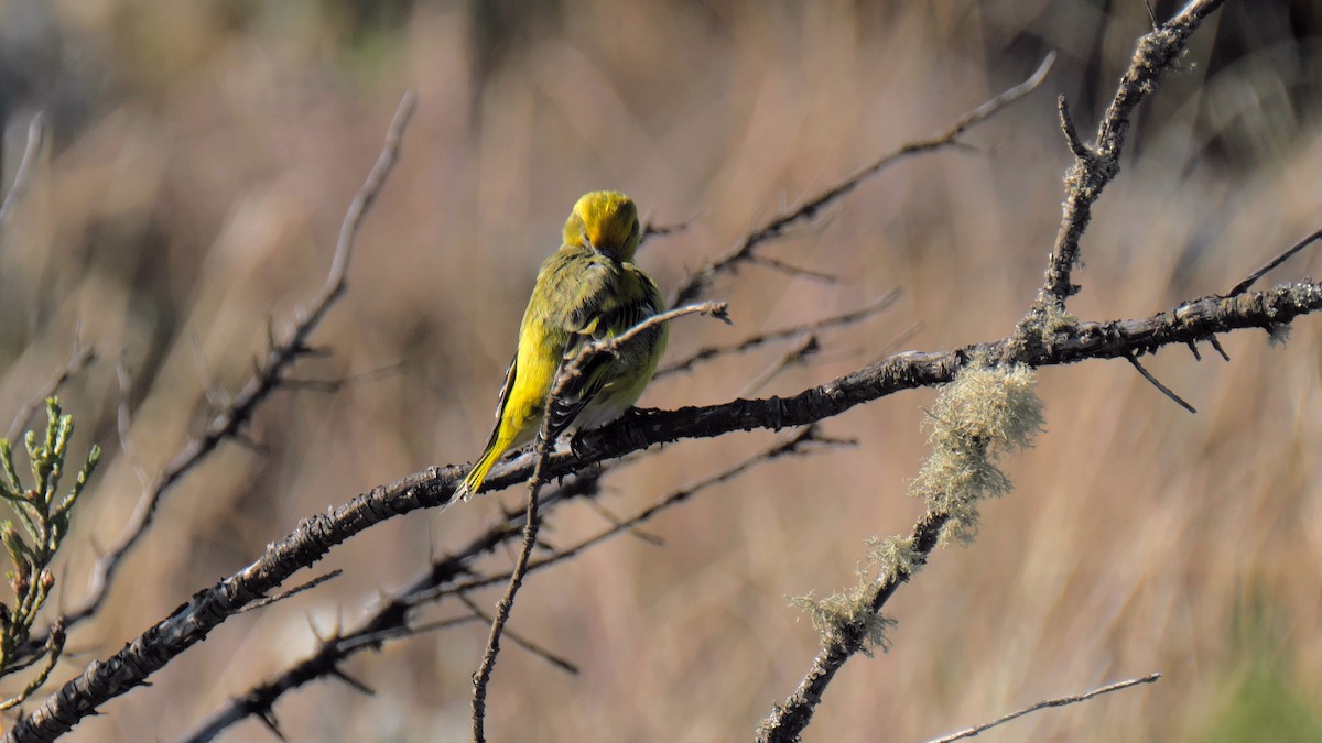 White-bellied Canary - ML212642071