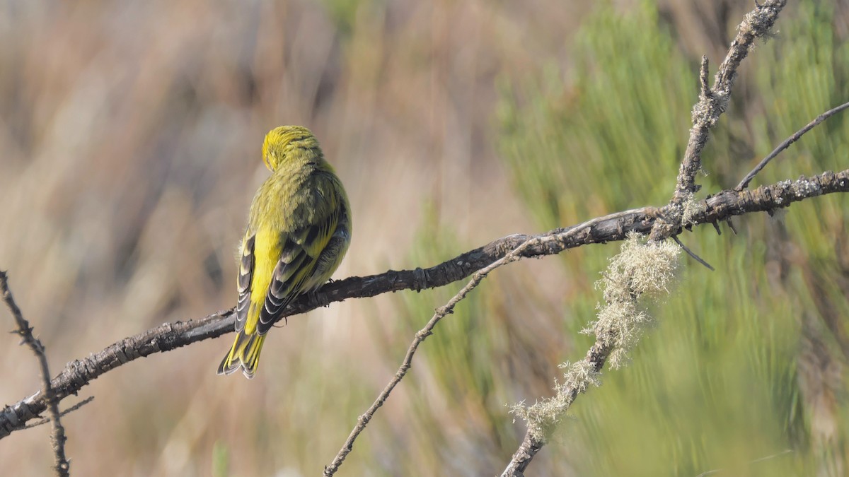 White-bellied Canary - ML212642191