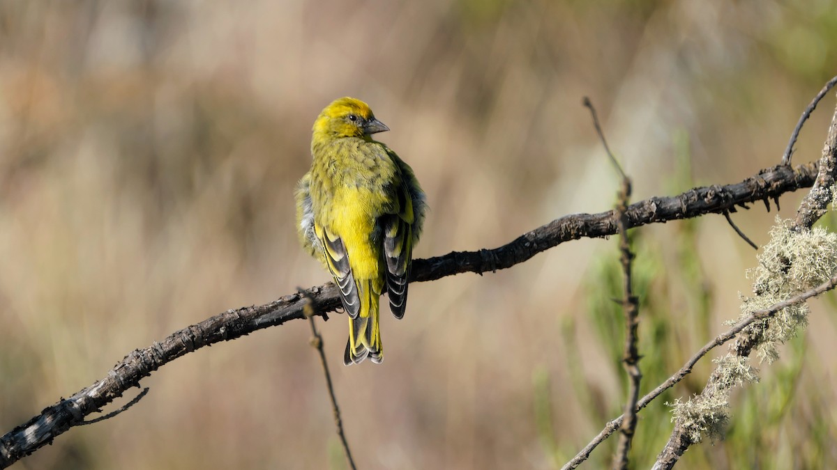 White-bellied Canary - ML212642221