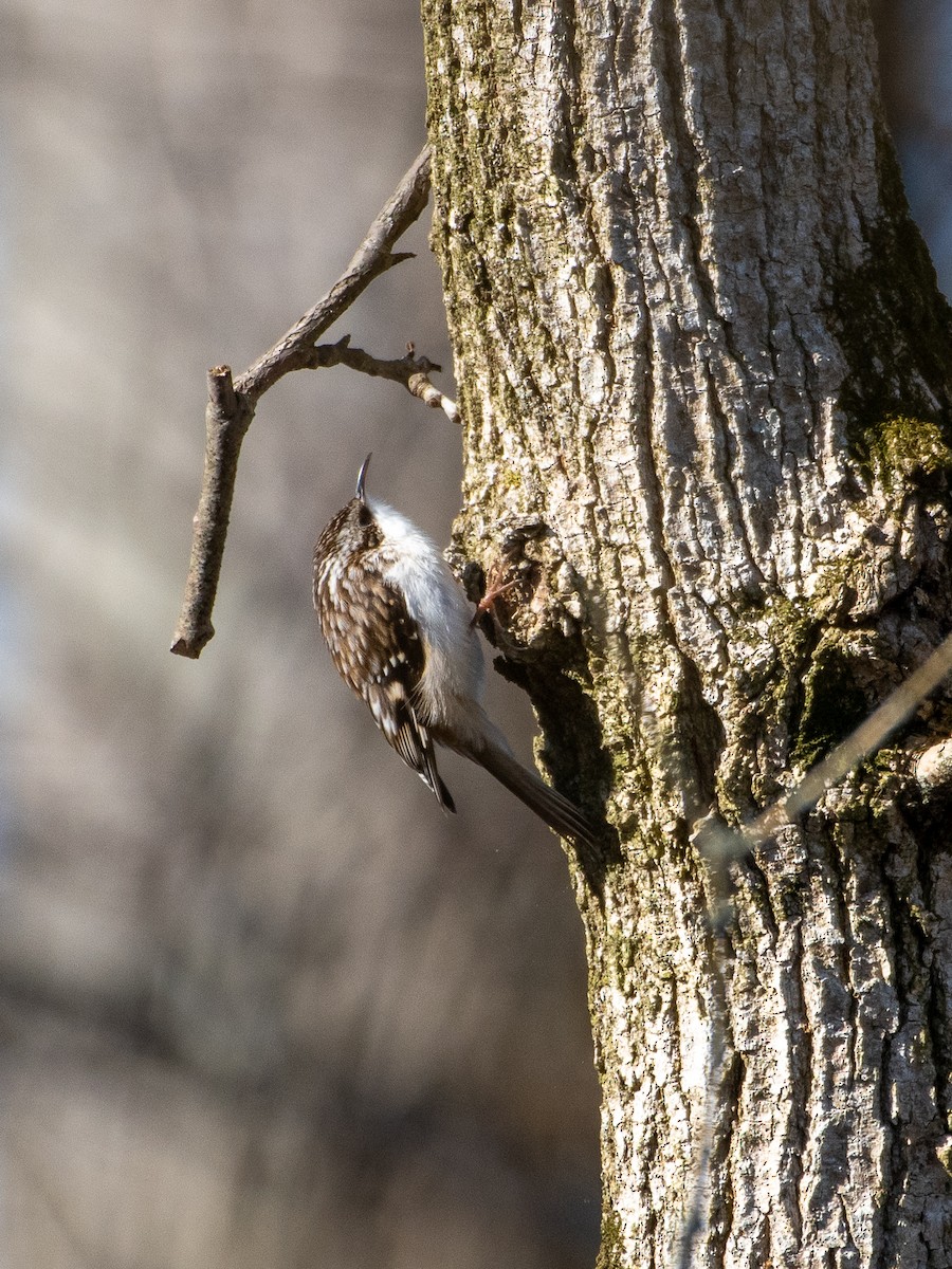 Brown Creeper - Christopher Wagner