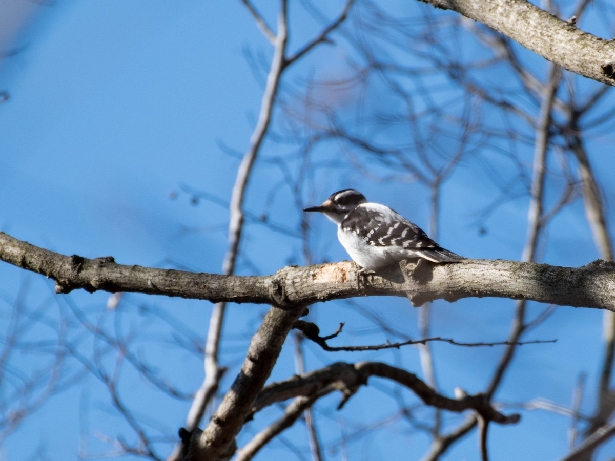 Hairy Woodpecker - Christopher Wagner