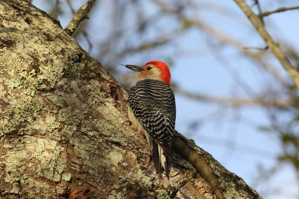 Red-bellied Woodpecker - Delaina LeBlanc