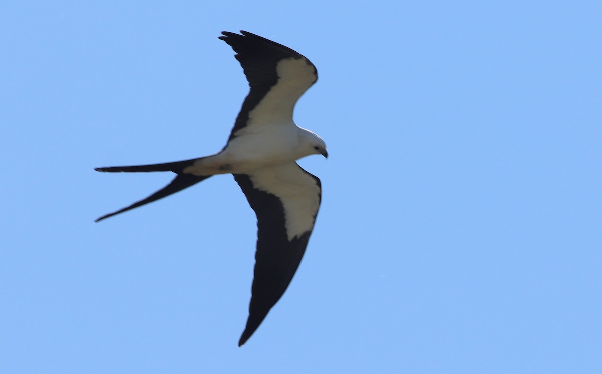 Swallow-tailed Kite - Gary Leavens