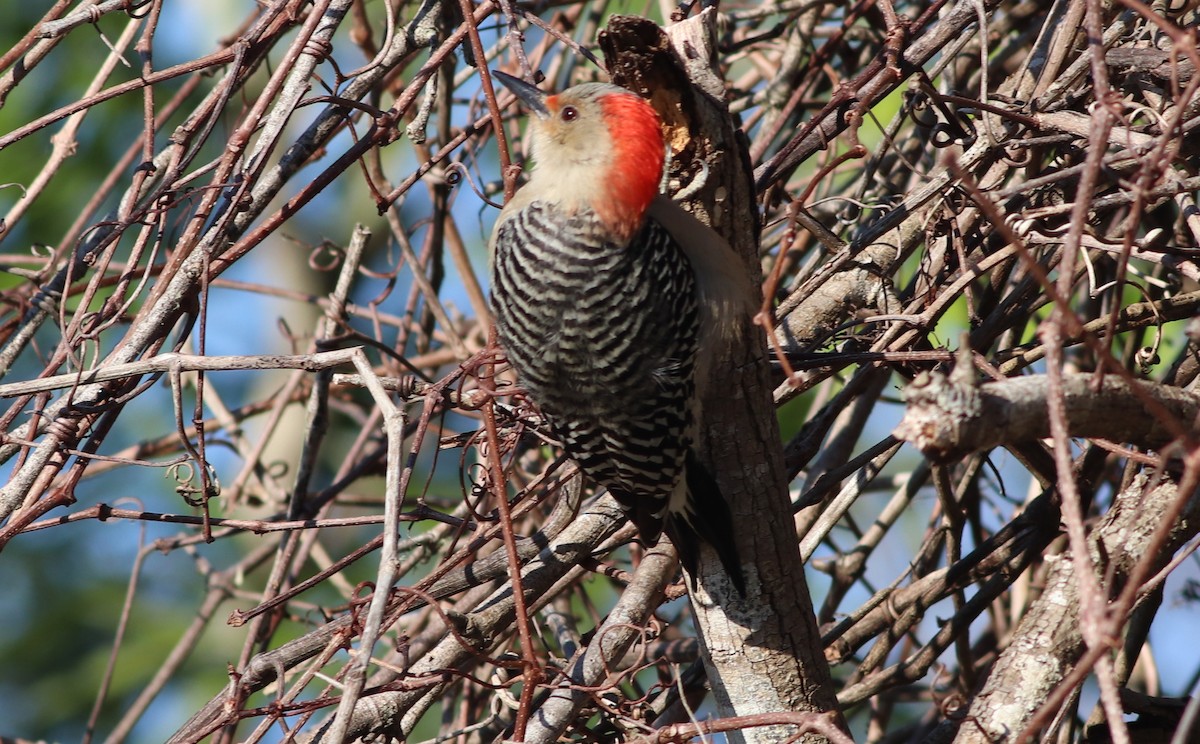 Red-bellied Woodpecker - Gary Leavens