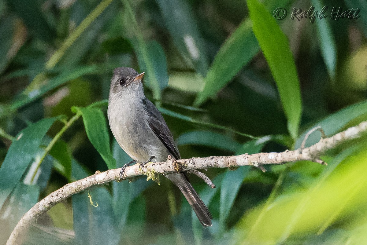 Southern Tropical Pewee - ML212651761
