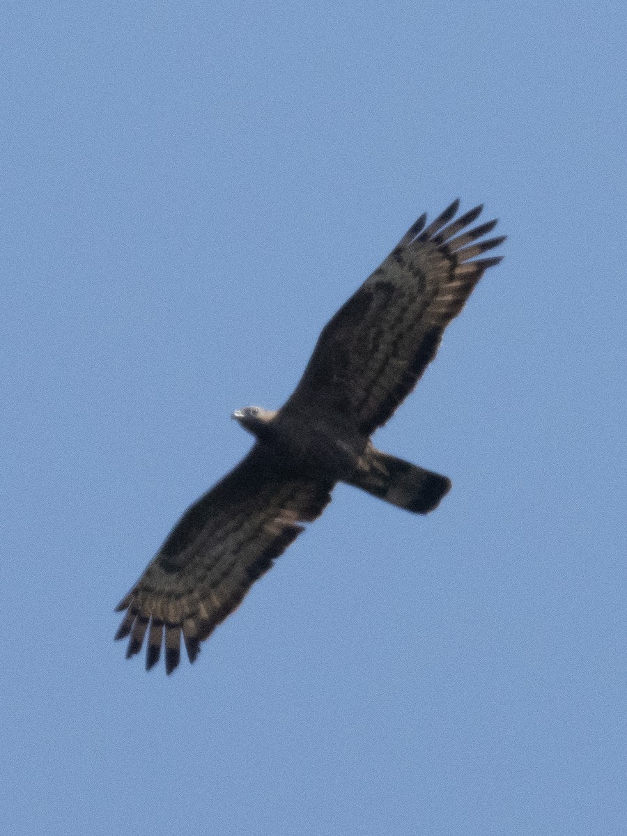 Crested Serpent-Eagle - ML212653171