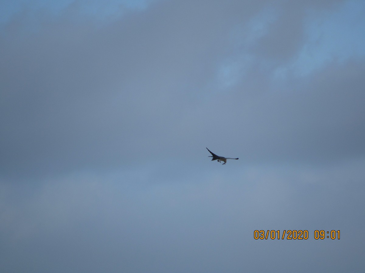 Swallow-tailed Kite - ML212653601