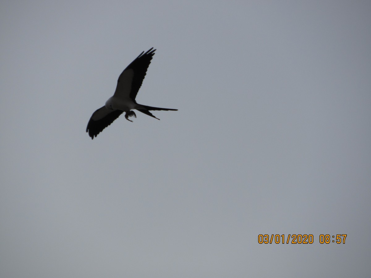 Swallow-tailed Kite - ML212653771