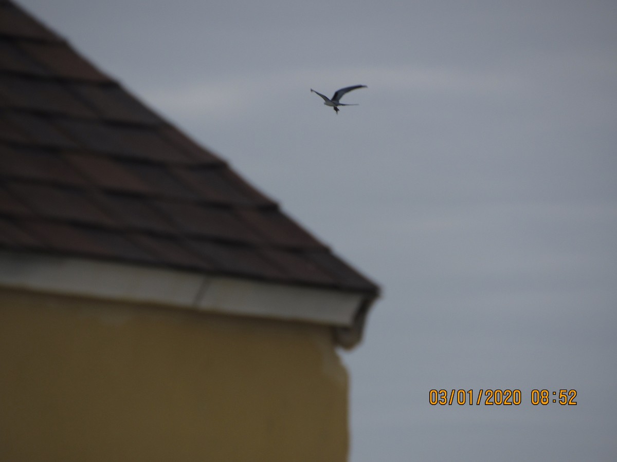 Swallow-tailed Kite - ML212653791
