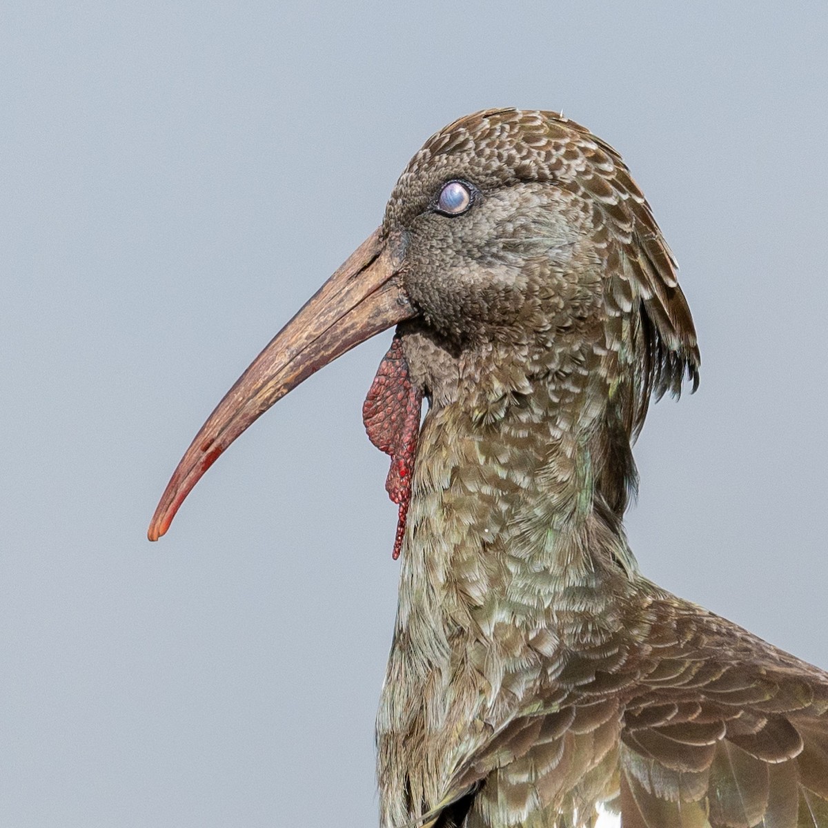 ibis etiopský - ML212657221