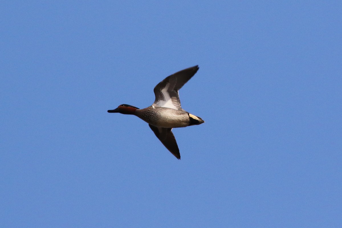 Green-winged Teal - ML212658451