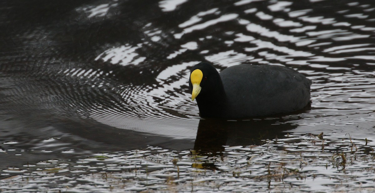 White-winged Coot - ML212659271