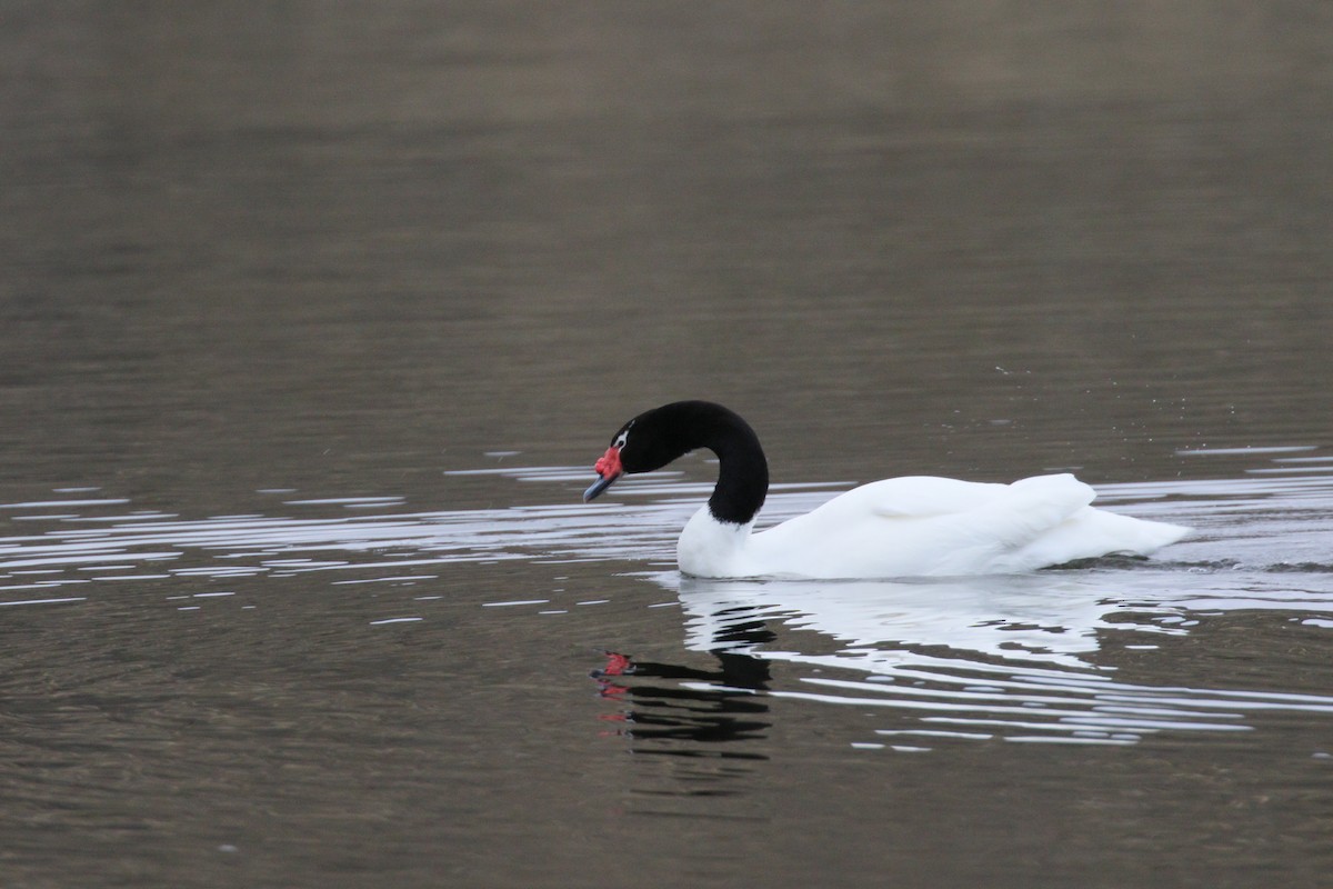 Black-necked Swan - ML212661781