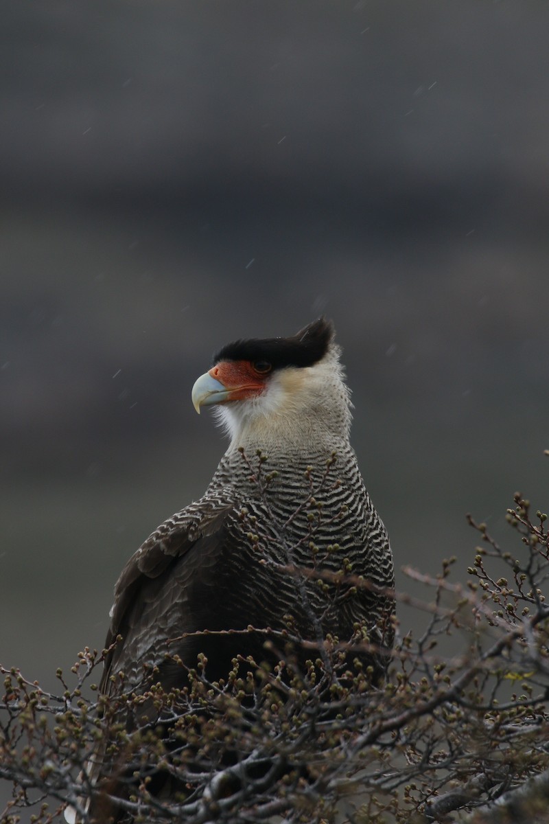 Crested Caracara (Southern) - ML212664081