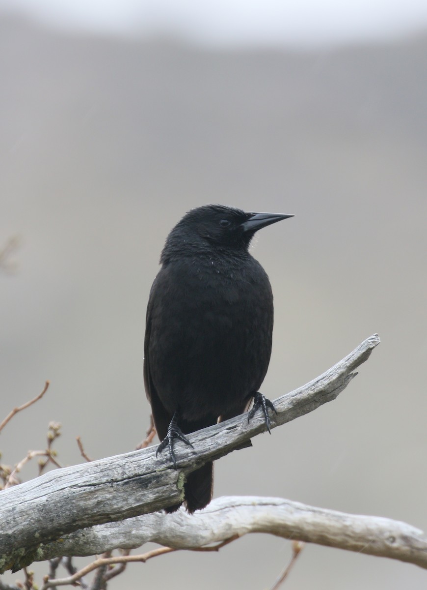 Austral Blackbird - simon walkley