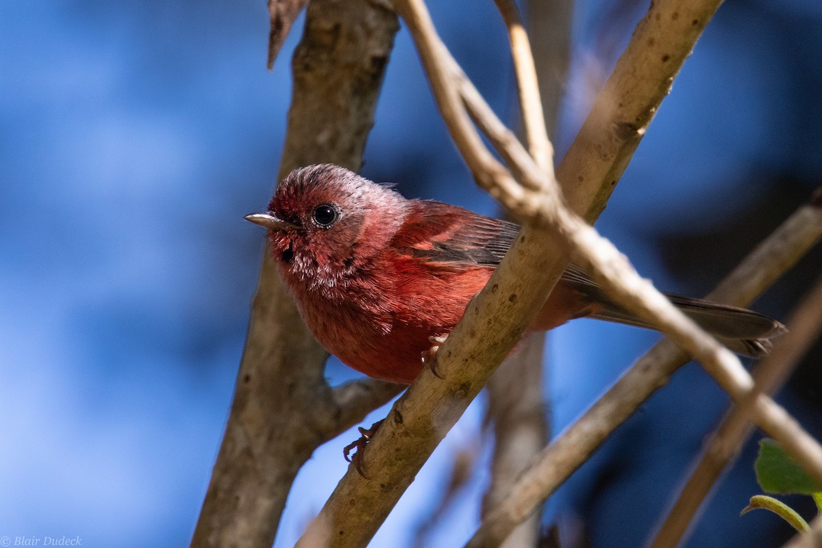 Pink-headed Warbler - Blair Dudeck