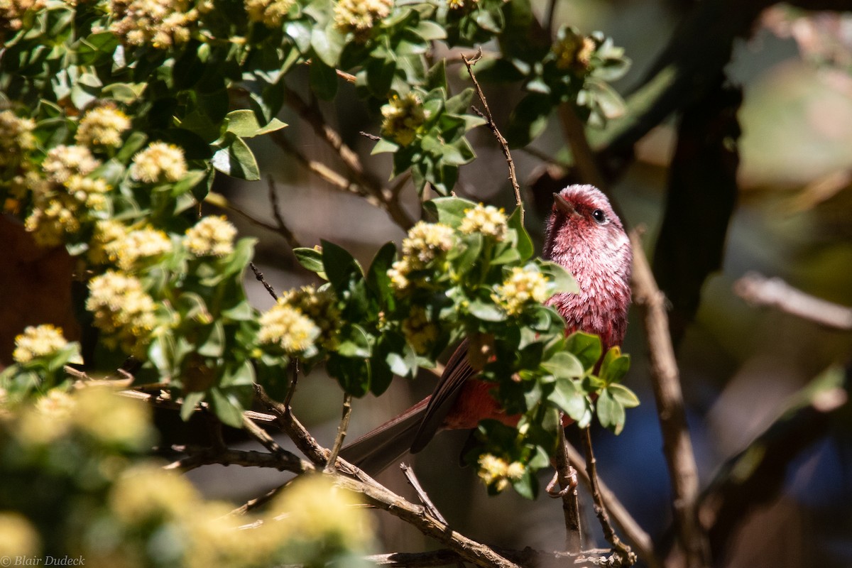 Pink-headed Warbler - Blair Dudeck