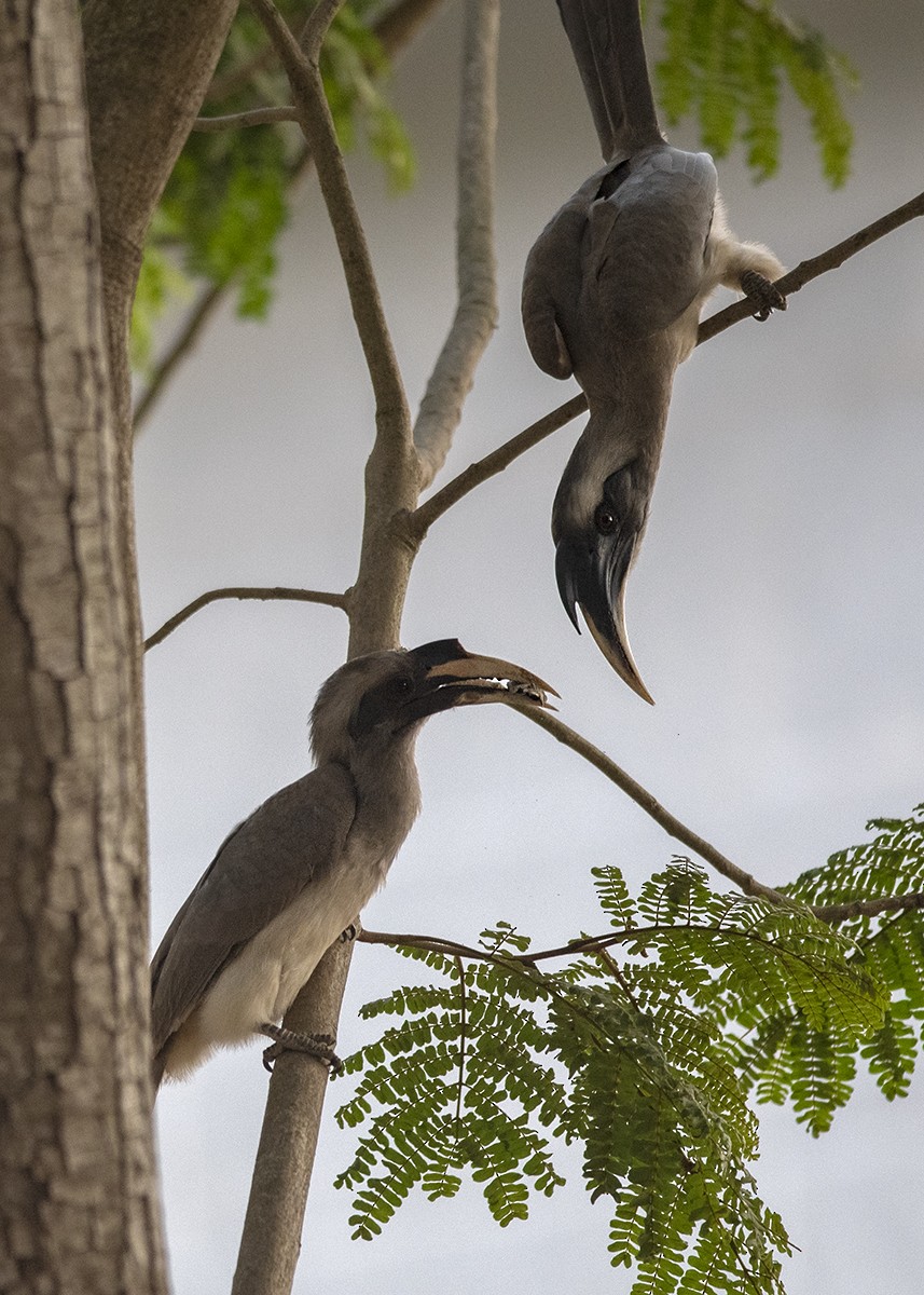 Indian Gray Hornbill - Vaidehi  Gunjal