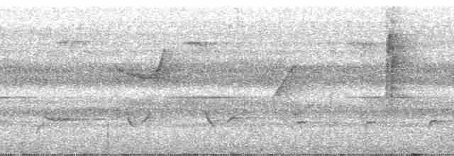 シロハラカンムリヒタキ（albiventris） - ML212676