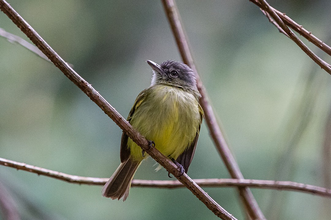 Gray-crowned Flatbill - ML212676061