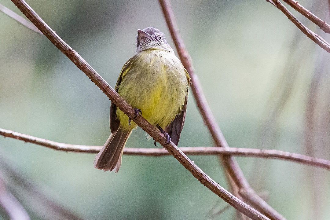Gray-crowned Flatbill - ML212676071