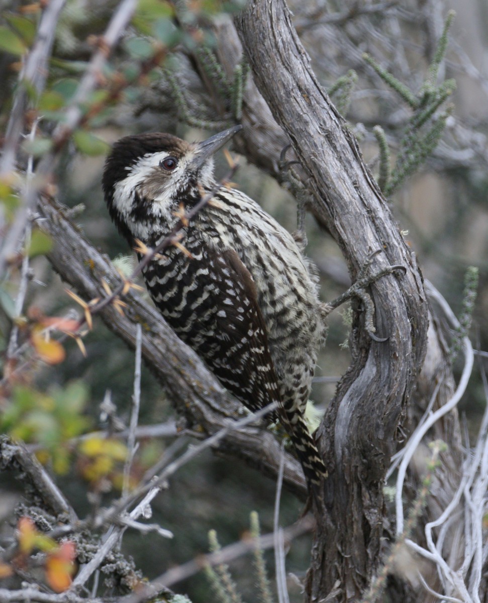 Striped Woodpecker - ML212677141