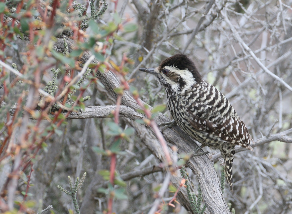 Striped Woodpecker - simon walkley