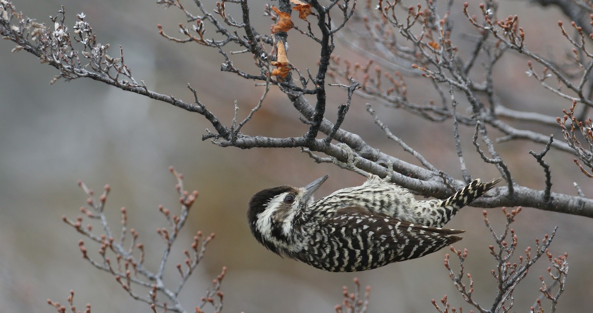 Striped Woodpecker - simon walkley
