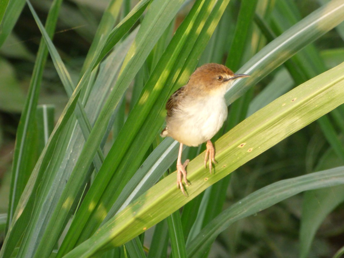 Carruthers's Cisticola - Mike Tuer