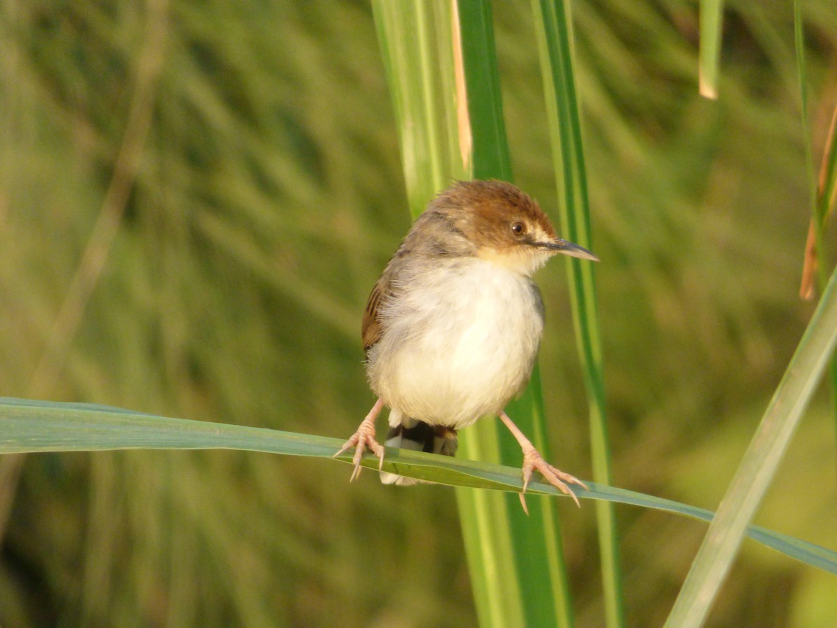 Carruthers's Cisticola - ML212681951