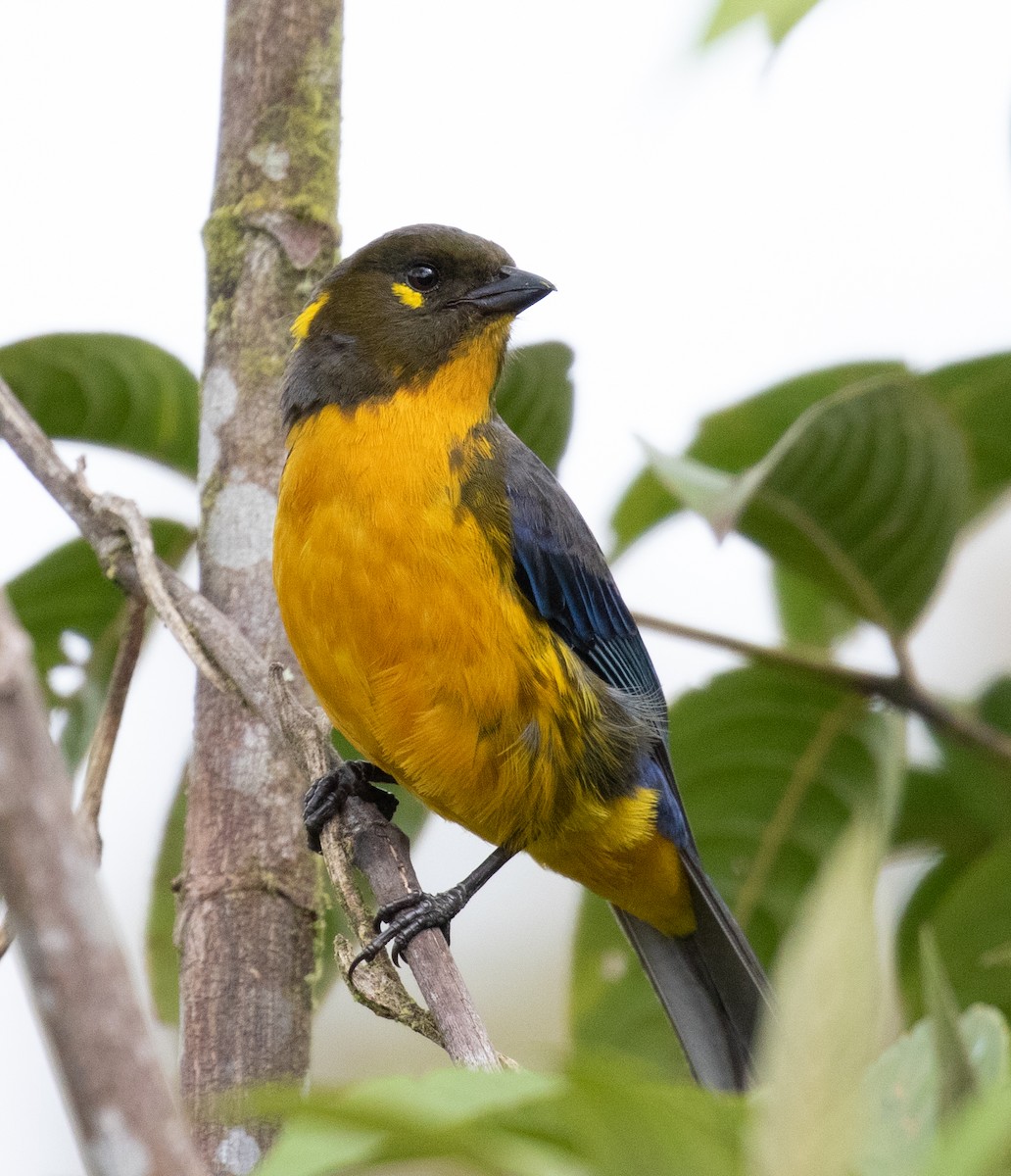 Lacrimose Mountain Tanager - Joel Such