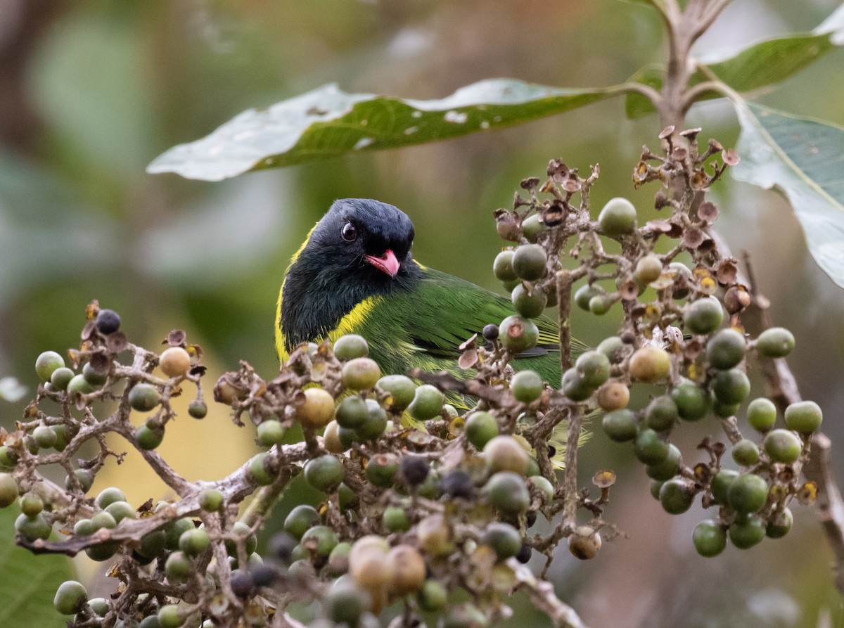 Green-and-black Fruiteater (Green-and-black) - Joel Such