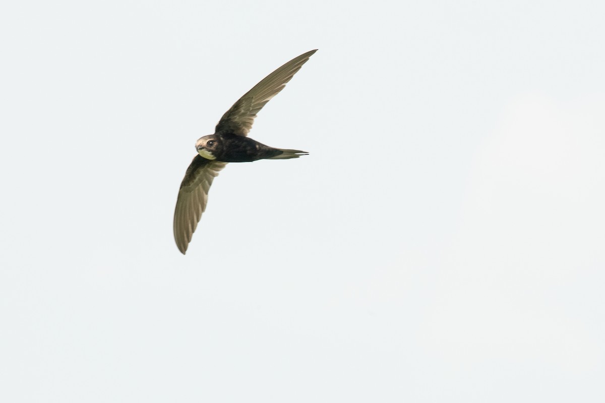 White-rumped Swift - Frédéric Bacuez