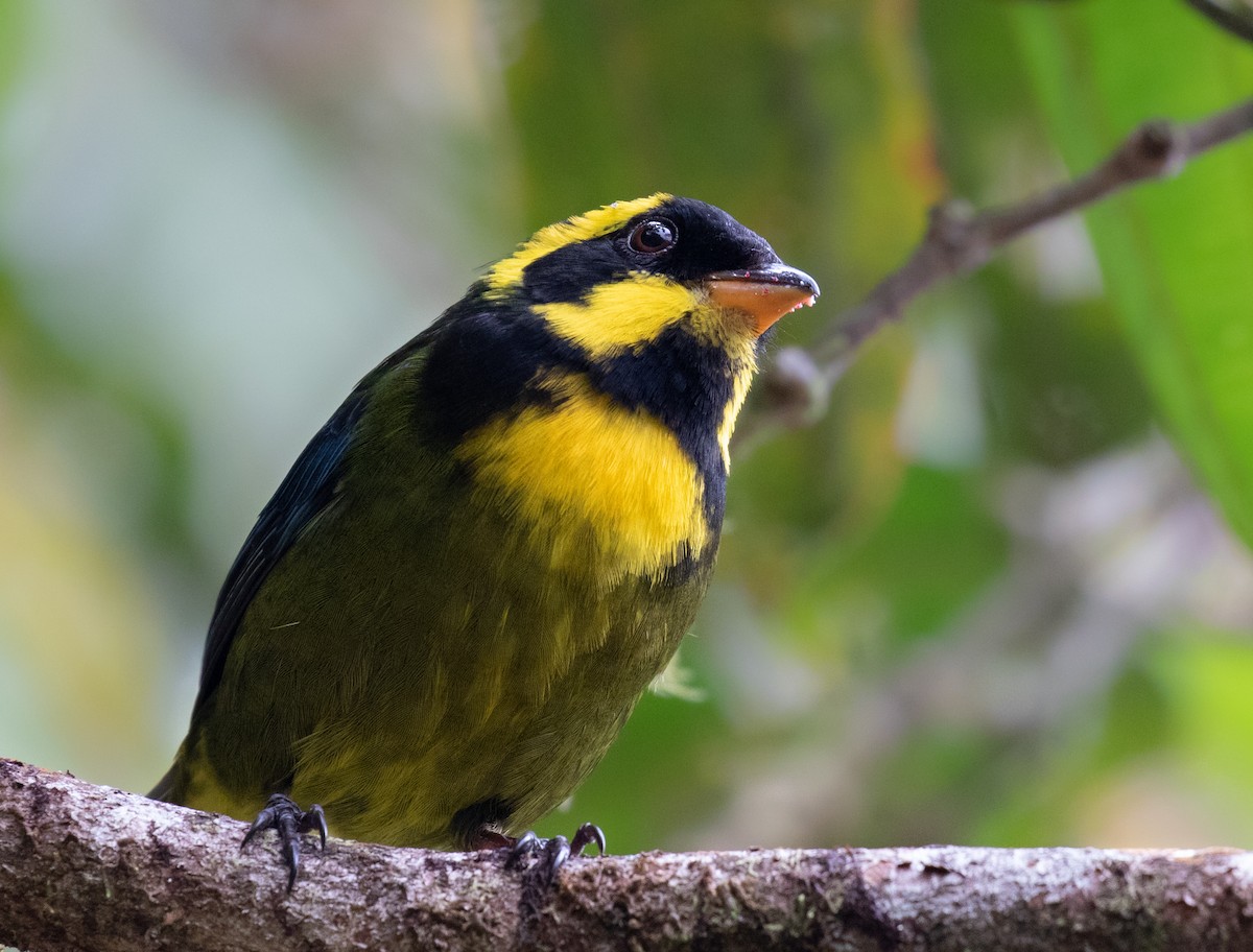 Gold-ringed Tanager - ML212686171