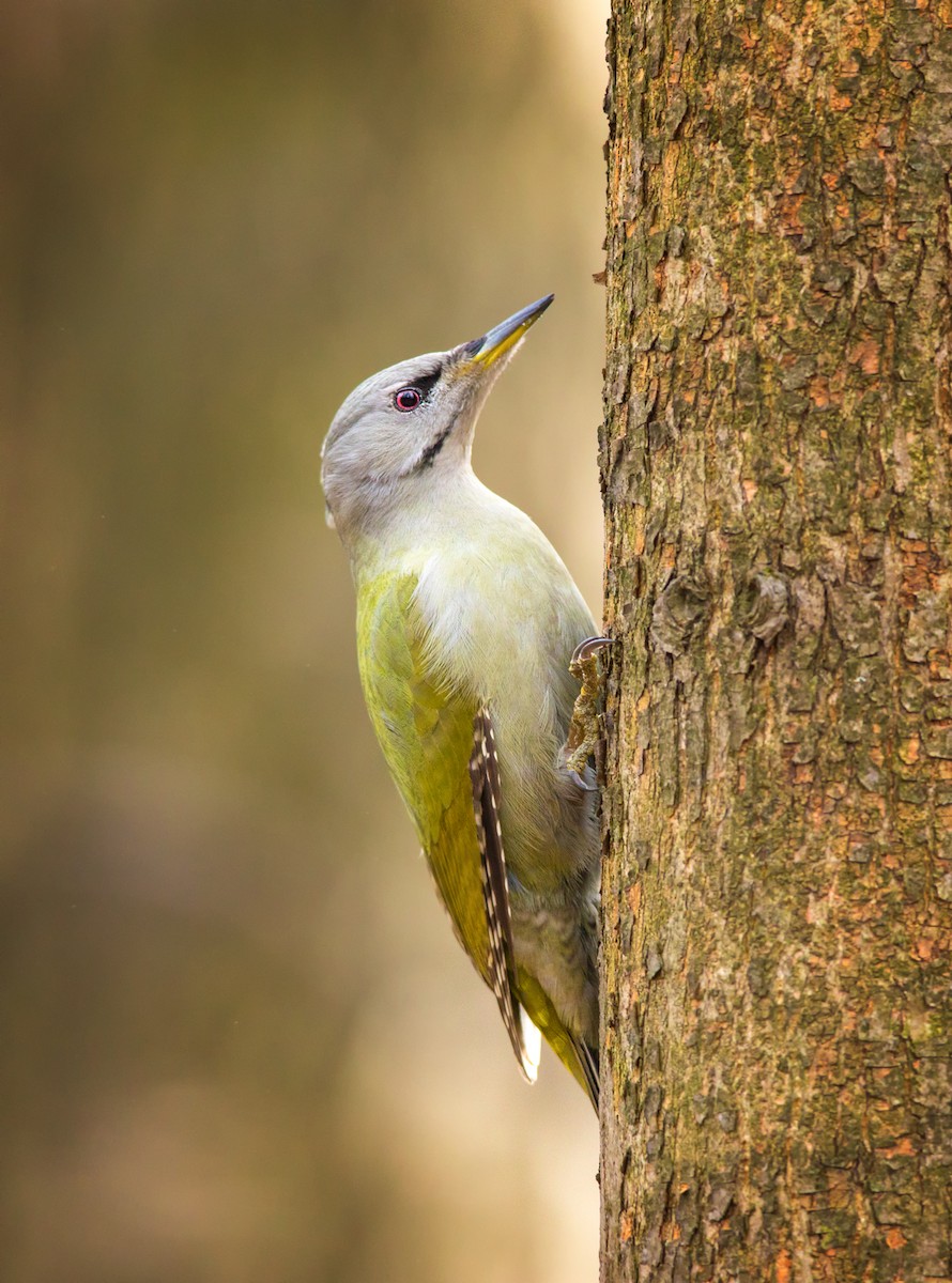 Gray-headed Woodpecker - ML212687571