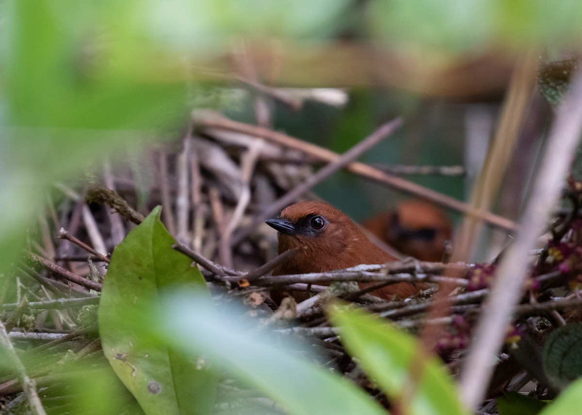 Rufous Spinetail - Joel Such