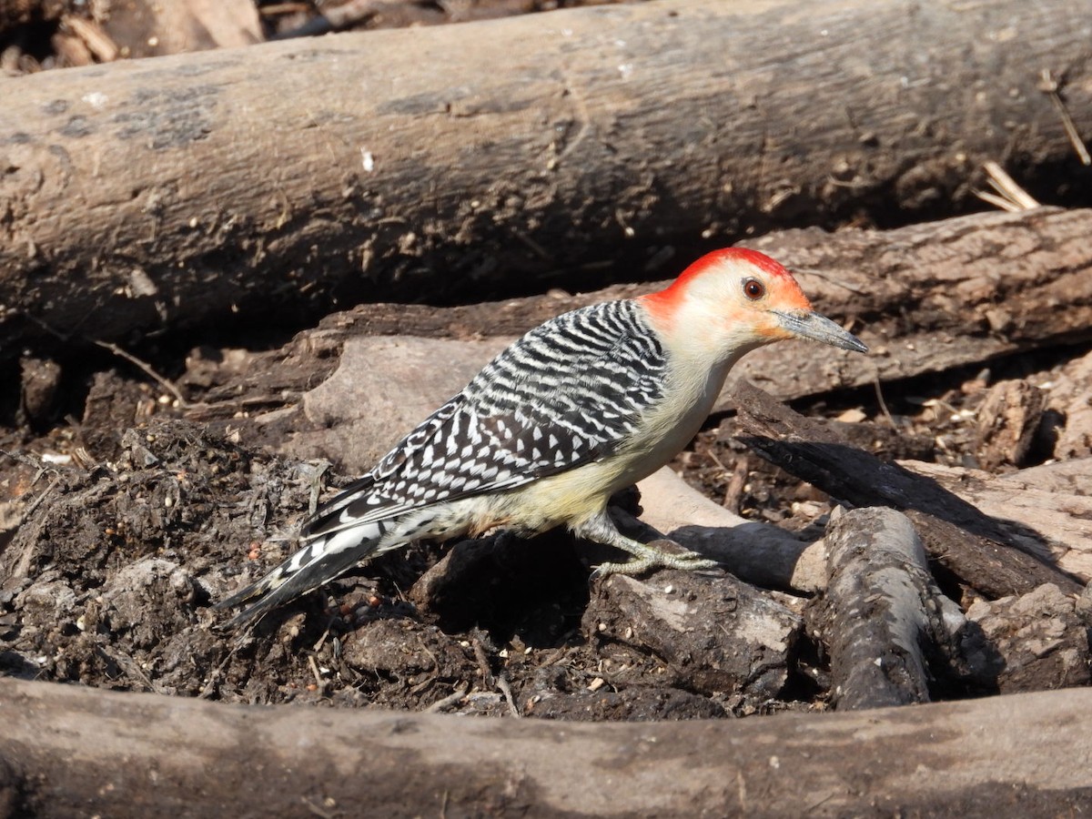 Red-bellied Woodpecker - Logan Lakins