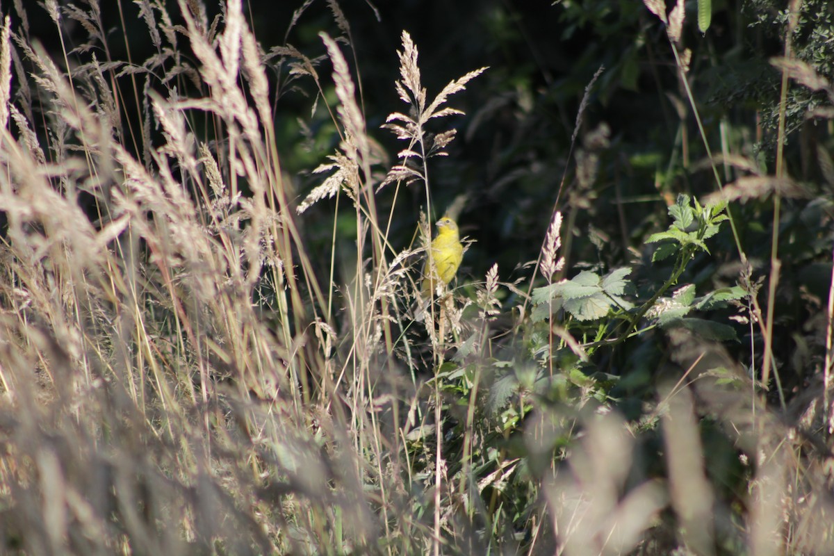 Grassland Yellow-Finch - Benjamín  Arévalo