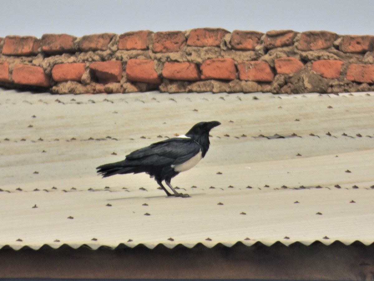 Pied Crow - Mike Tuer